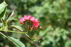 Jatropha integerrima